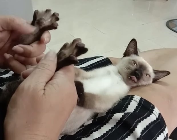 4足歩行も疲れるにゃ。フットマッサージにうっとりする子猫