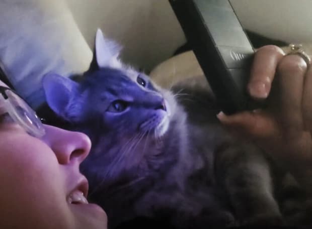 「もっとよく見せて！」スマホをチェックしていたら愛猫が覗き込んできた。