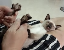 4足歩行も疲れるにゃ。フットマッサージにうっとりする子猫