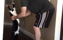 ねこ「抱っこ！抱っこ！」可愛すぎる行動。