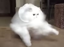 雲のオバケ…？ じゃないよ！ モッフモフな猫ちゃん