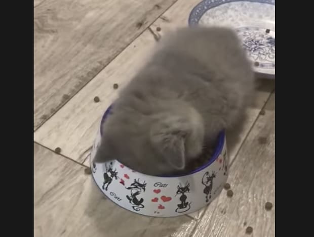 子猫「いただき… スヤァ」ゴハンを枕にして寝落ち！