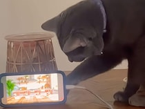 「ネズミさんどこに行ったにゃ？」スマホの裏側まで探しはじめた黒猫さん