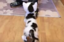 ミルクまでまっしぐら！牛柄猫さんの姿が可愛い