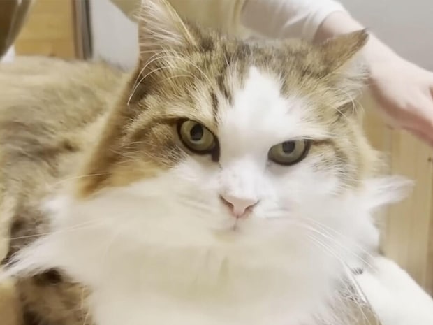 長毛猫さんをブラッシングしてみたら、謎の長い毛がひょっこり出てきた