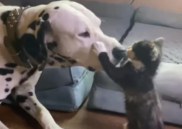 もっとお顔見せてほしいニャ！ お兄さん犬にべったりな子猫