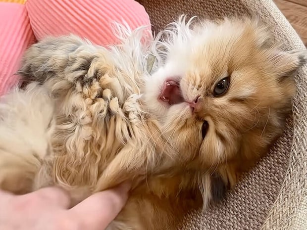 ふわふわのライオンみたいな子猫さん、起こすときの魔法の言葉はこれ！