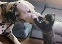 もっとお顔見せてほしいニャ！ お兄さん犬にべったりな子猫