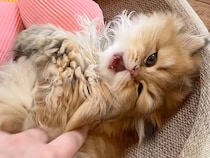 ふわふわのライオンみたいな子猫さん、起こすときの魔法の言葉はこれ！