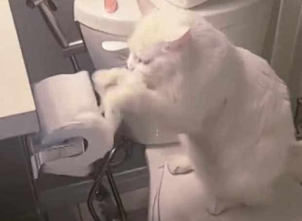 新記録が出せそうニャ！ トイレットペーパーを無心でカラカラする猫