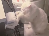 新記録が出せそうニャ！ トイレットペーパーを無心でカラカラする猫
