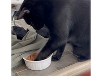 おやつを投げ落とすイタズラ猫さん、実は「友達犬のため」の優しい行動だった？