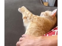 茶トラ猫さんに「おなかさわっていい？」と聞いてみたら、最高の答えが返ってきた