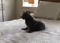 「ベッドメイキング？よし、見守ってやろう」 絶対動いてくれない猫さん