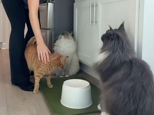 多頭飼いさんのごはんタイム、理想と現実のギャップが激しすぎた