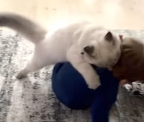 子ども相手に本気で遊ぶ猫。 まるで兄弟のような仲の良さ