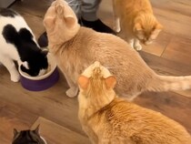 「もう夕ご飯の時間だよね？」猫さんたちが足元に集まってきて大騒ぎ！