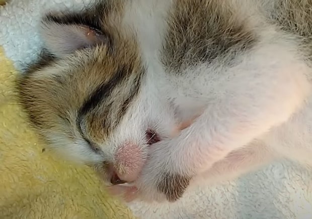 眠りながら指をしゃぶりする子猫さん。ママの夢でも見てるかな？