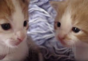 「にゃ？」「ニャン！」子猫のひそひそ会話をこっそり撮ってみた♡