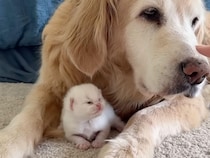 15歳の犬さんと、生後一週間の子猫さん。 すっかり仲良くなって友達に！