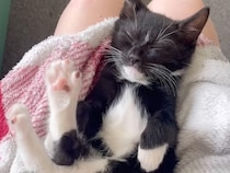 飼い主さんのお膝で爆睡中の子猫さん、ピンクの肉球が反則級にかわいかった♡