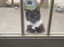 子猫「注文いいかニャ？」 カウンターで腕組みするようなポーズに笑っちゃう！