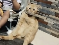 子どもと猫がこっそり、ふたりだけで隠れておやつタイムだよ。