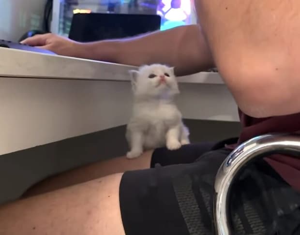 ちまっと可愛い子猫さん、飼い主への眼差しが熱い♡