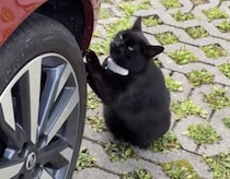 やめてくれぇ〜！困った場所で爪とぎする黒猫ちゃん