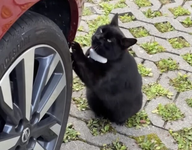 やめてくれぇ〜！困った場所で爪とぎする黒猫ちゃん