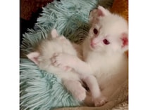 「見ちゃダメだよ！」 子猫の目を隠すようにむぎゅっ！