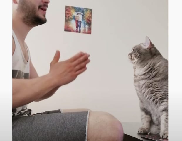 これは嬉しい!! 手拍子をしていたら愛猫が合わせるように…