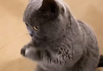 おやつちょーだい！ おねだりを頑張る猫ちゃん