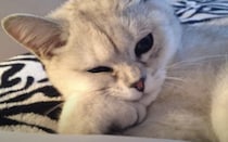何か悩み事？頬杖をついて考え中の猫さん