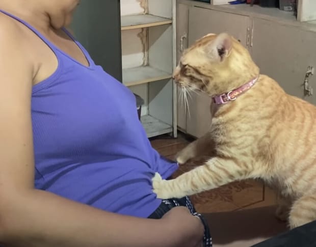 そこ、1番柔らかそうだもんねぇ。熱心にマッサージしてくれる猫