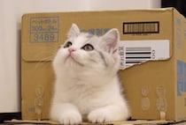 やっぱり箱が大好き〜♪ 中に入ってご満悦な子猫