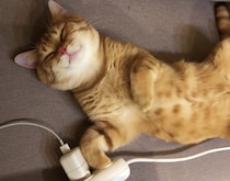 充電完了で元気いっぱい？ フルパワーになった猫さんが…