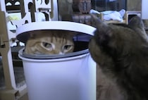 新しい隠れ家を猫さんにプレゼント！ 早速気に入ったようで…