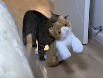 この子も一緒に寝ていい？ ぬいぐるみを毎日持ってくる猫さん