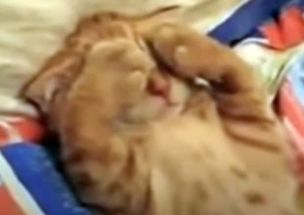 う〜ん…あと5分寝かせて〜。 まだ眠りたい子猫の可愛いポーズ！