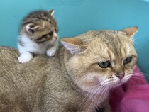 「パパ、ミルク出して！」 子猫の無理な要求に困っちゃうパパ猫