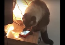 寝坊の原因はこれだったのか！ 目覚まし時計を勝手に止めちゃう猫