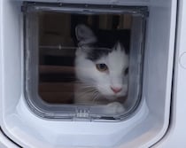 猫「これが外の世界かぁ！」はじめてのペット用ドアに挑戦