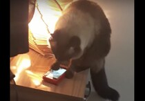 寝坊の原因はこれだったのか！ 目覚まし時計を勝手に止めちゃう猫