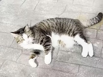 お外に出てみたけど寂しそうな猫さん、相棒が現れた瞬間にホッとした顔になった