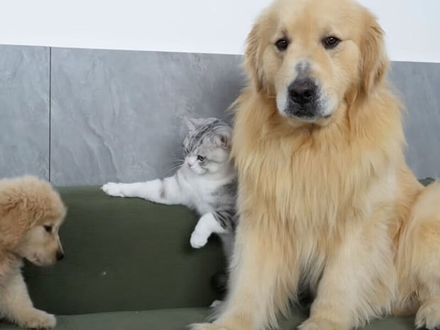 大好きな犬さんが子犬さんと仲良くしているのを見た猫さん、嫉妬が爆発！
