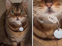 盗み食いの「証拠」をお口に付けて… ちょっとドジっ子な猫ちゃん
