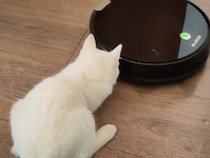ロボット掃除機に興味津々な真っ白子猫さん、動きに合わせてあっちもこっちも忙しい！