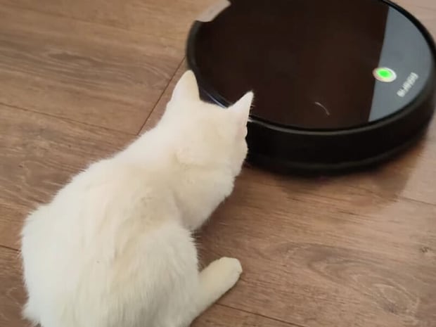 ロボット掃除機に興味津々な真っ白子猫さん、動きに合わせてあっちもこっちも忙しい!