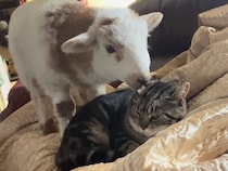 猫さんに毛繕いをしてあげたい子羊さん、しつこくしすぎて猫パンチが…